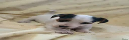 Jack Russell dogs for sale: Miniature Jack Russle puppies - Advert 4