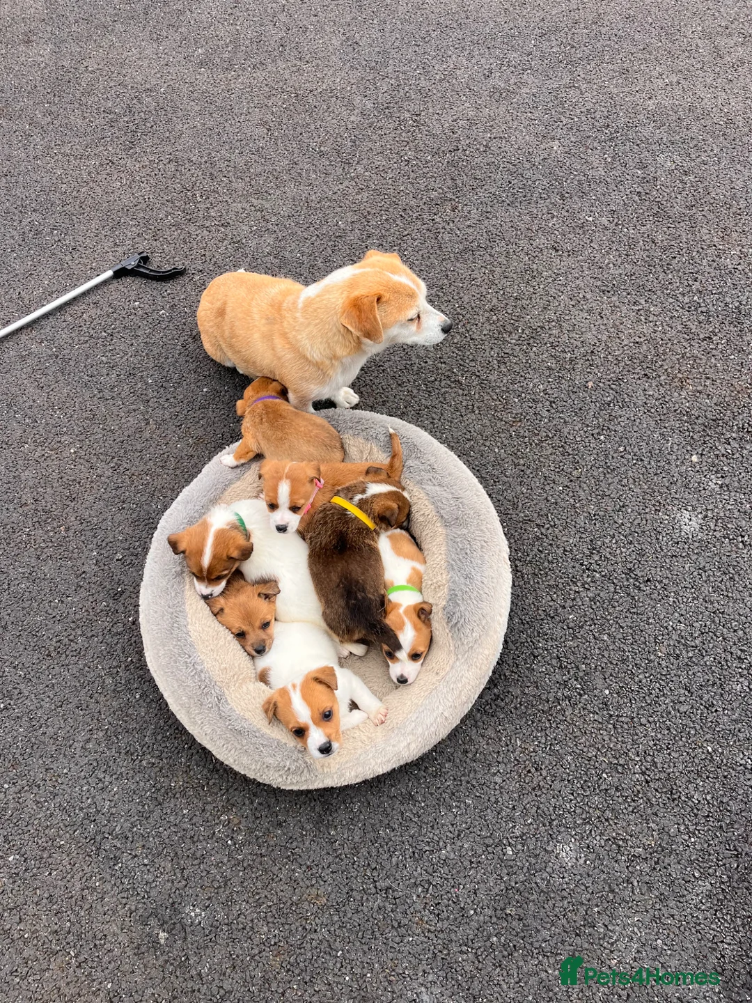 Jack Russell dogs for sale: 7 beautiful jack Russel puppies for sale - Advert 37