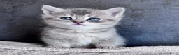 British Shorthair cats for sale: Beautiful British Shorthair Kittens Blue Eyes - Advert 8