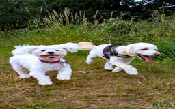 Maltese dogs for sale: Two Loving Dogs in need of rehoming.  - Image 1