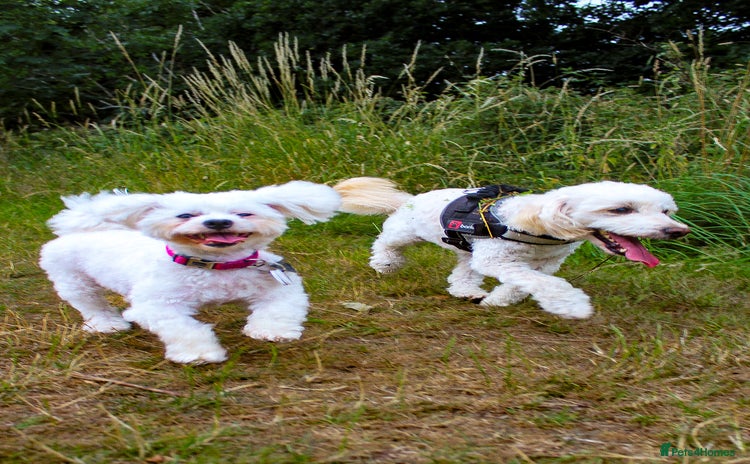 Maltese dogs - Advert 9