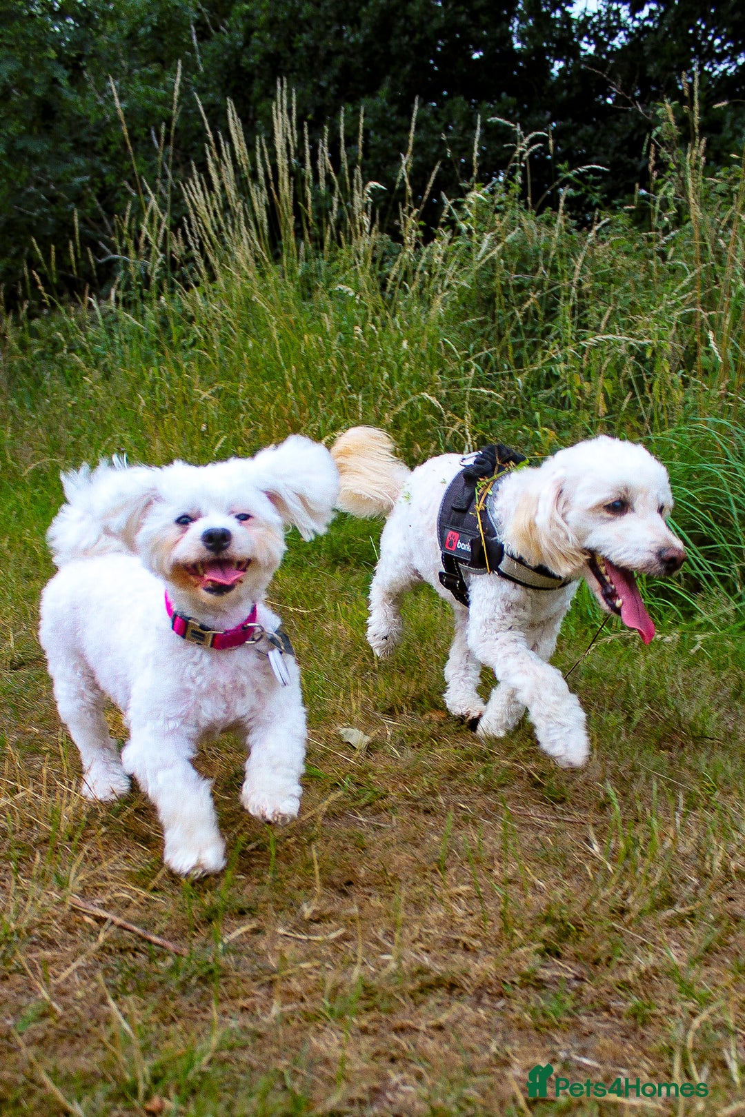 Maltese dogs for sale: Two Loving Dogs in need of rehoming.  - Image 1