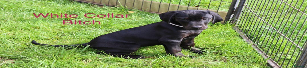 Mixed Breed Puppy 9