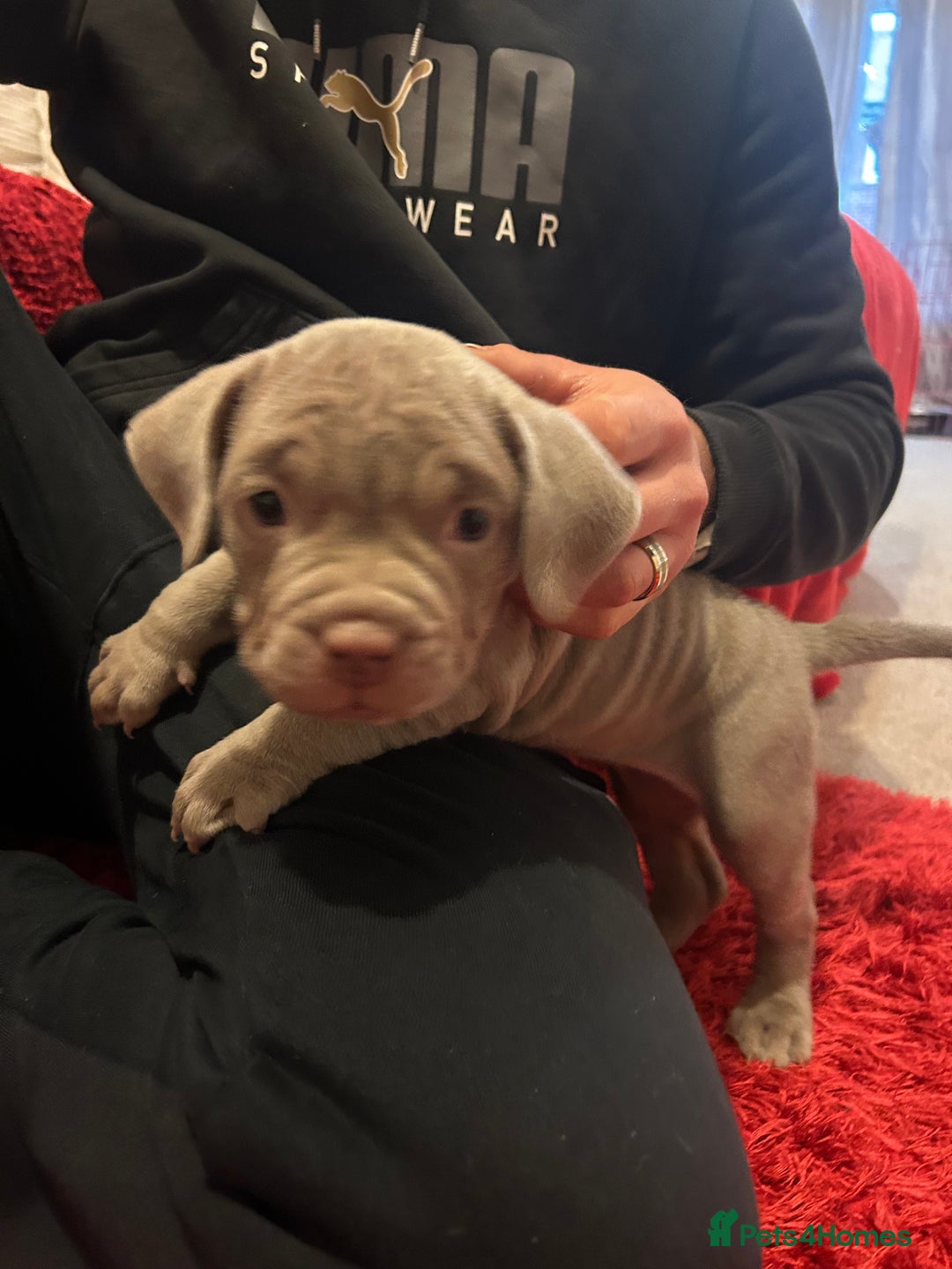 American Bully dogs for sale: 2 female standard American bully X pups  - Advert 9