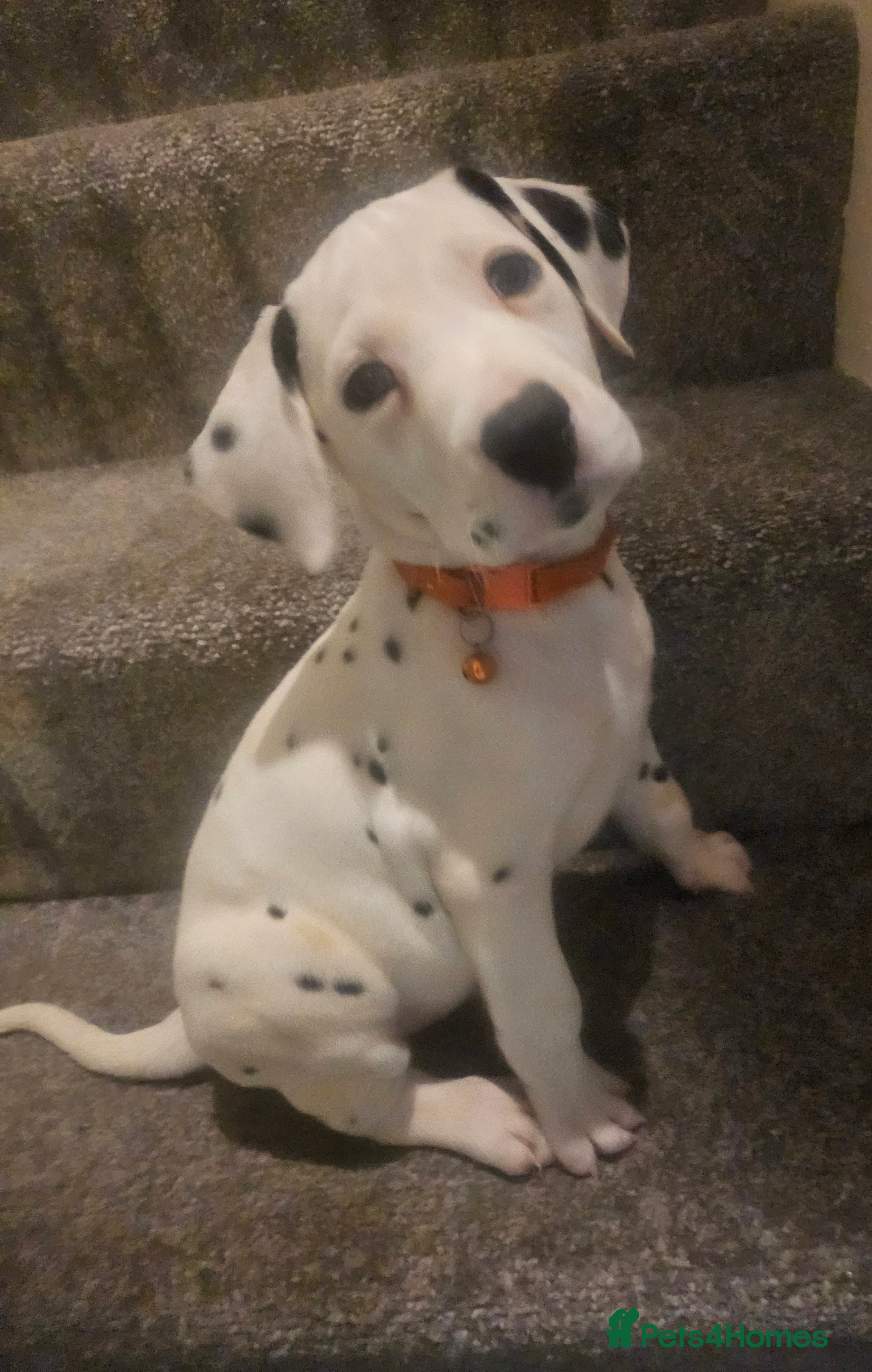 Dalmatian dogs Gorgeous kc reg dalmatians only 2 boys left - Advert 18