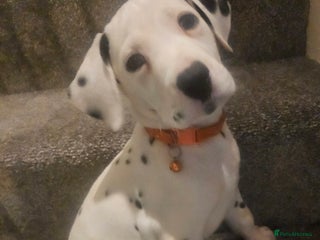 Dalmatian dogs Gorgeous kc reg dalmatians - Advert 1