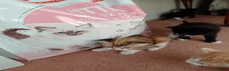 Mixed Breed cats for sale: Kittens from loving country cottage home - Advert 12
