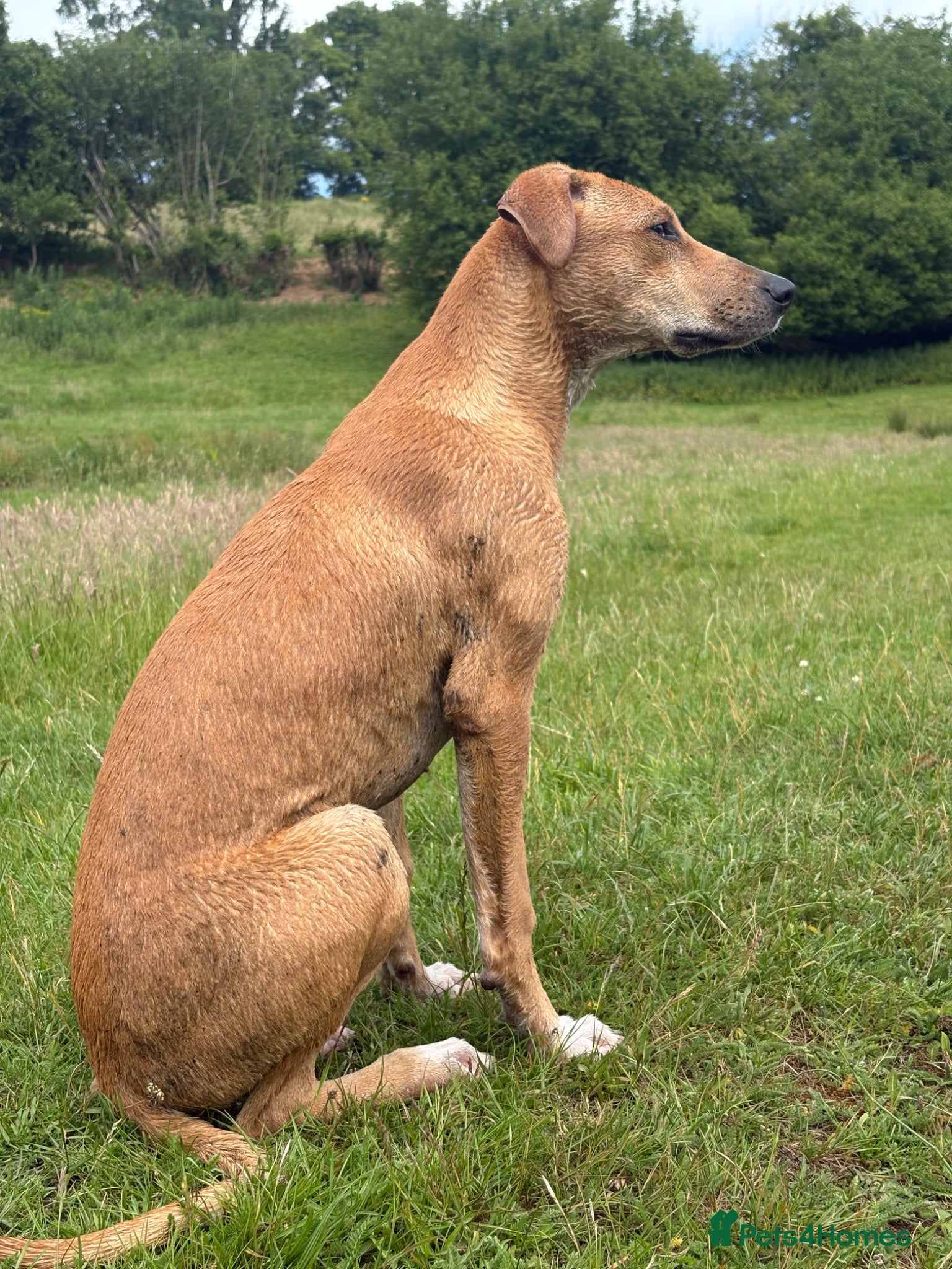 Lurcher dogs  Lurcher puppy 6 months old  - Advert 15