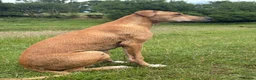 Lurcher dogs for sale:  Lurcher puppy 6 months old  - Advert 1