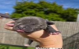 Staffordshire Bull Terrier dogs for sale: Stunning KC Staffs Very Unique colours - Image 20