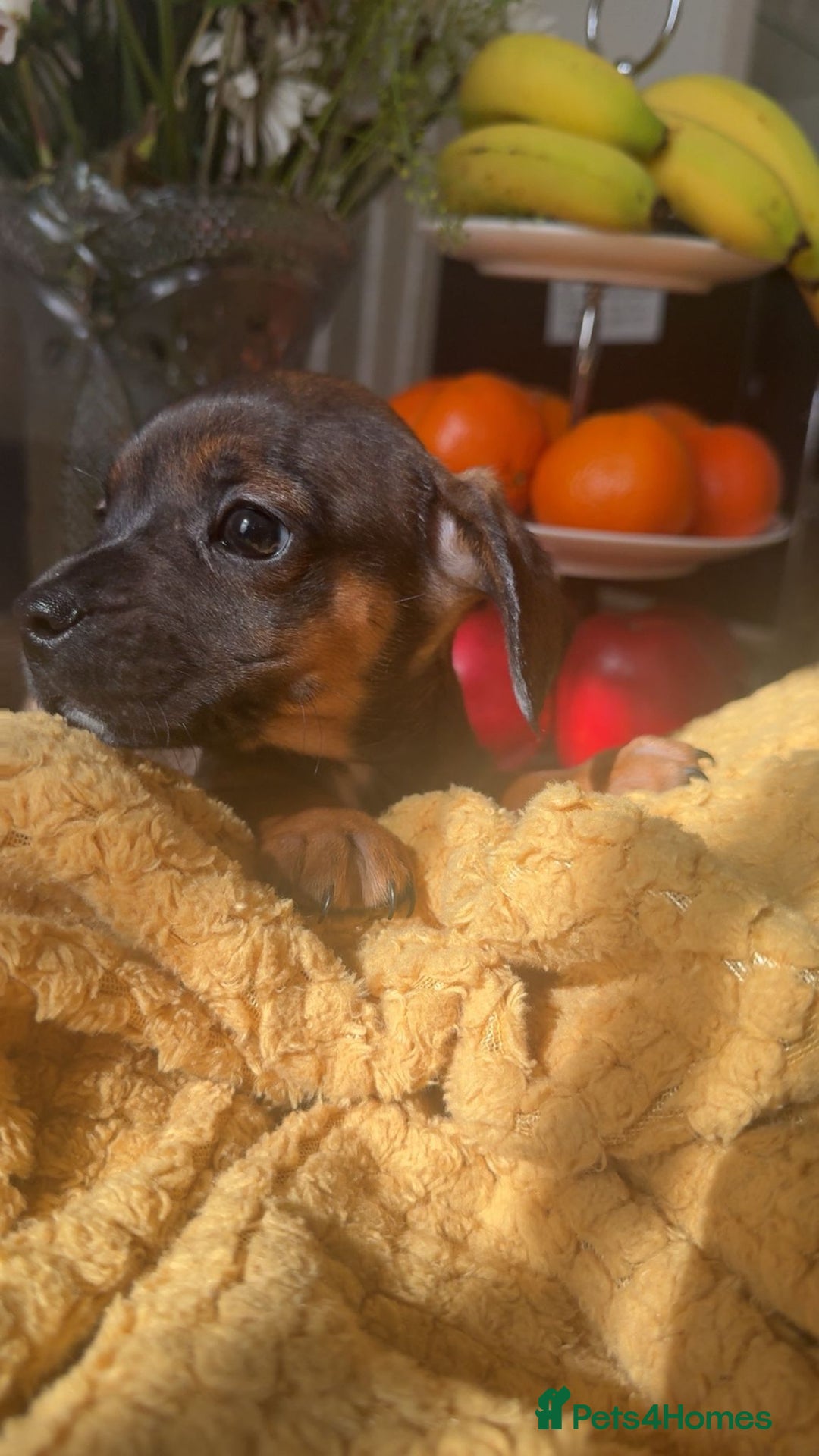 Mixed Breed dogs for sale: Dachshund and French bulldog mix - Image 3