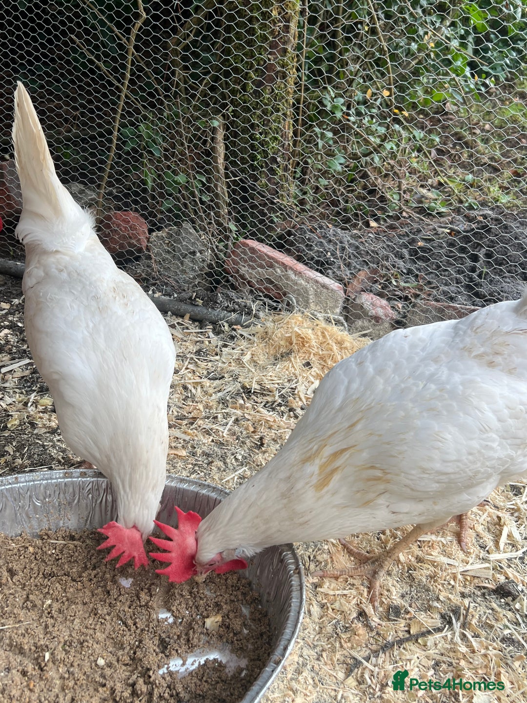 Chickens poultry for sale: White leghorns and Chicks - Advert 13