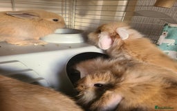 Mini Lion Lop rabbits for sale: Baby rabbits ready now  - Image 3
