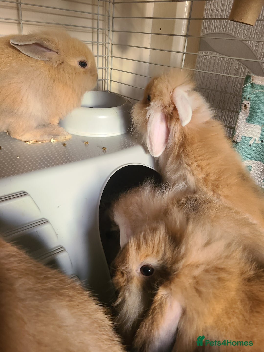 Mini Lion Lop rabbits for sale: Baby rabbits ready now  - Image 3