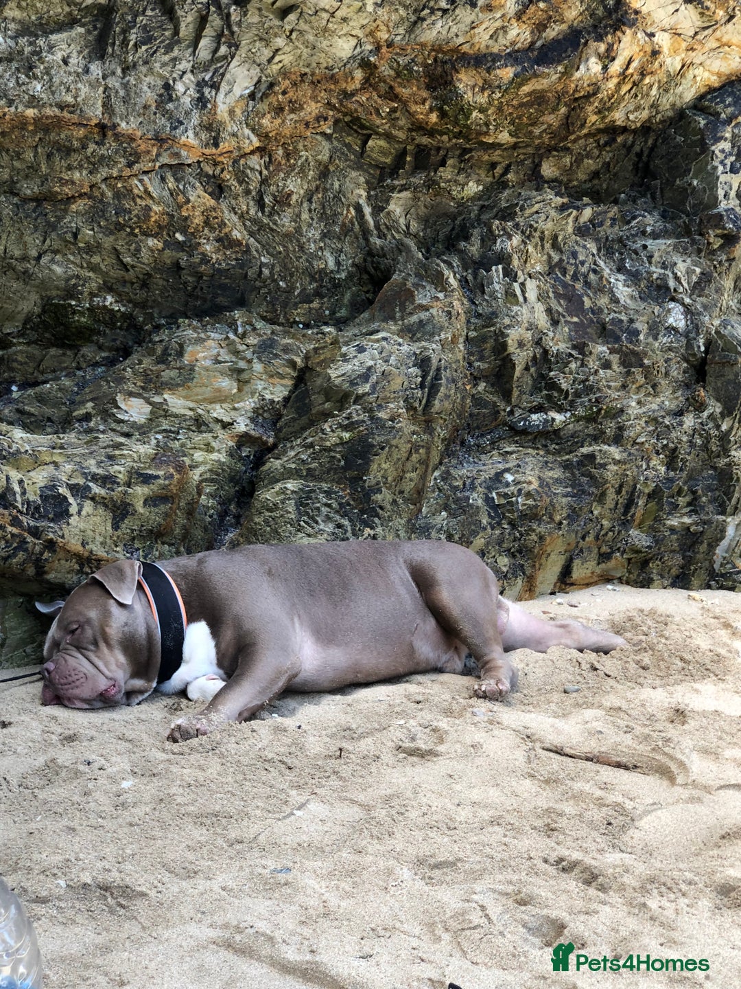 American Bully dogs for stud: Pocket bully for stud  - Image 8