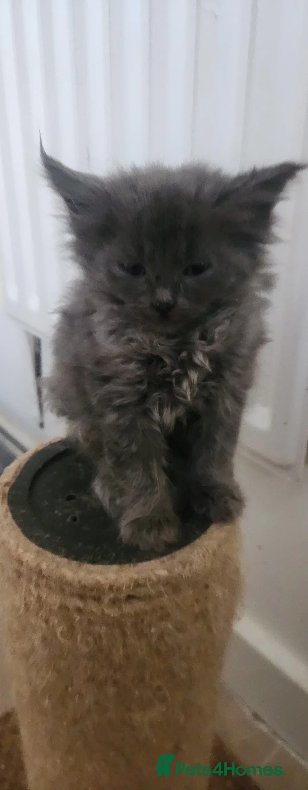 Maine Coon cats for sale: Pure Maine Coon kittens for sale - Advert 2