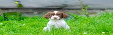 English Springer Spaniel 1