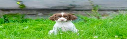 English Springer Spaniel dogs for sale: Working Line Liver And White Springer Spaniels - Advert 25