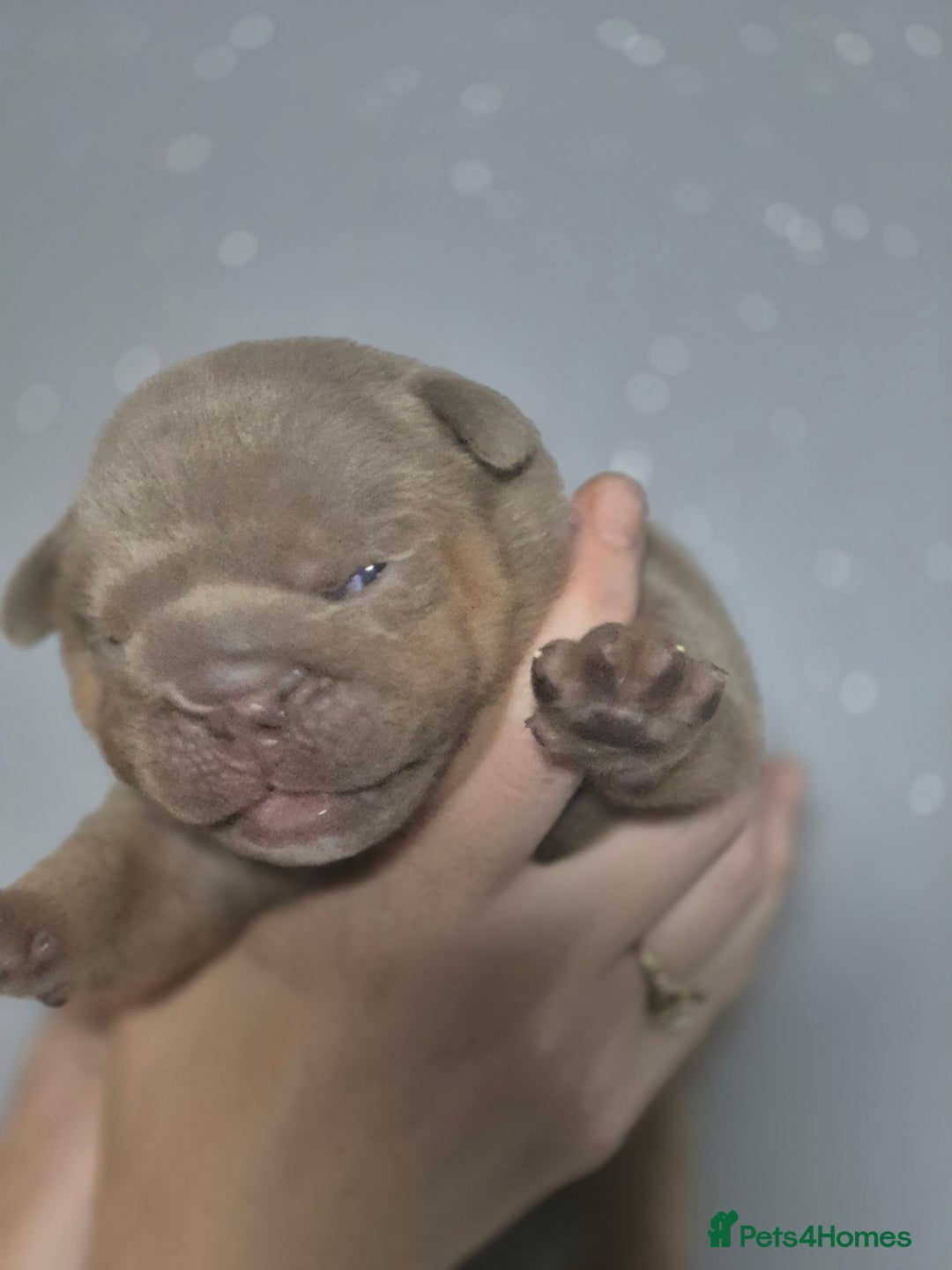 English Bulldog dogs for sale: Beautiful Litter Of New English Bulldog Puppies - Image 23