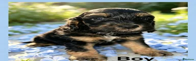 Cockapoo 6