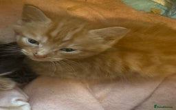 American Shorthair cats for sale: Cute kittens for sale - Image 8