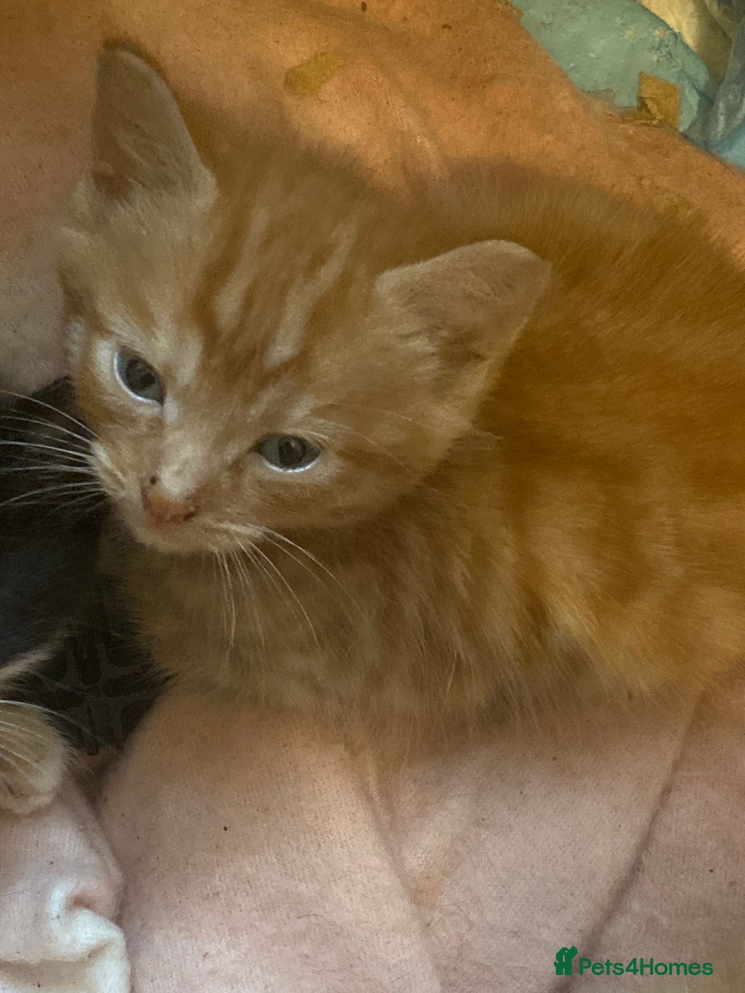 American Shorthair cats for sale: Cute kittens for sale - Image 8