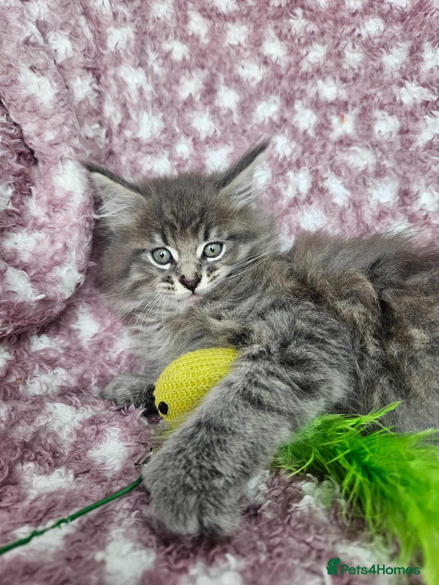 Maine Coon cats Beautiful Maine Coon Kittens - Advert 2