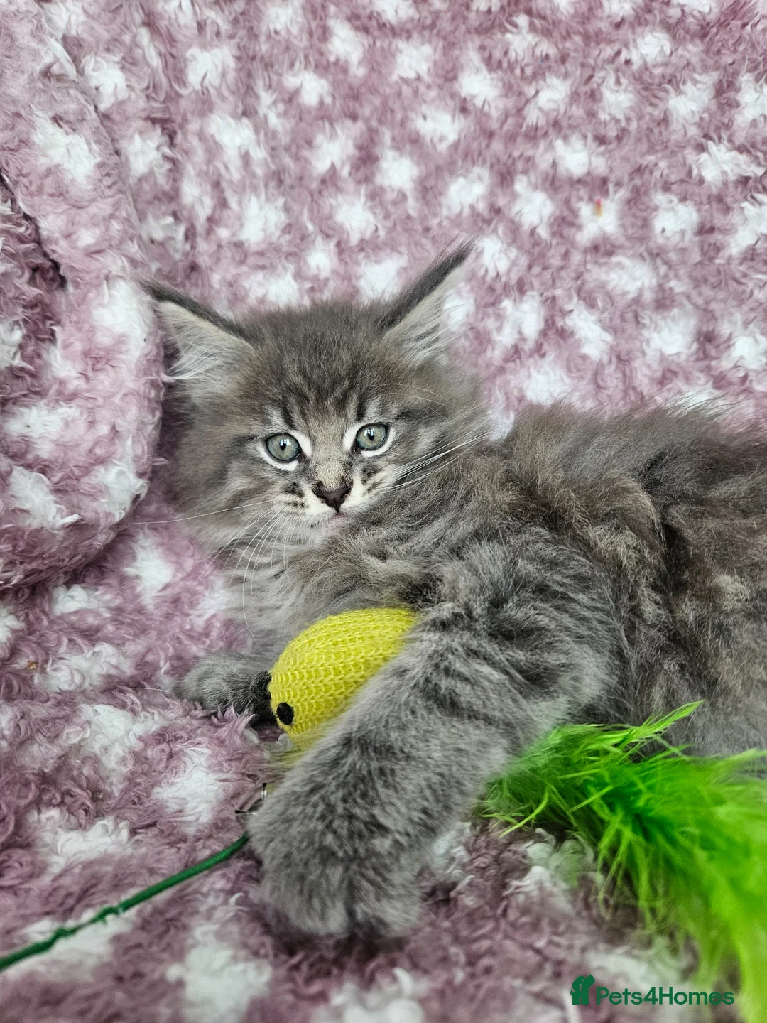 Maine Coon cats for sale: Beautiful Maine Coon Kittens - Advert 2