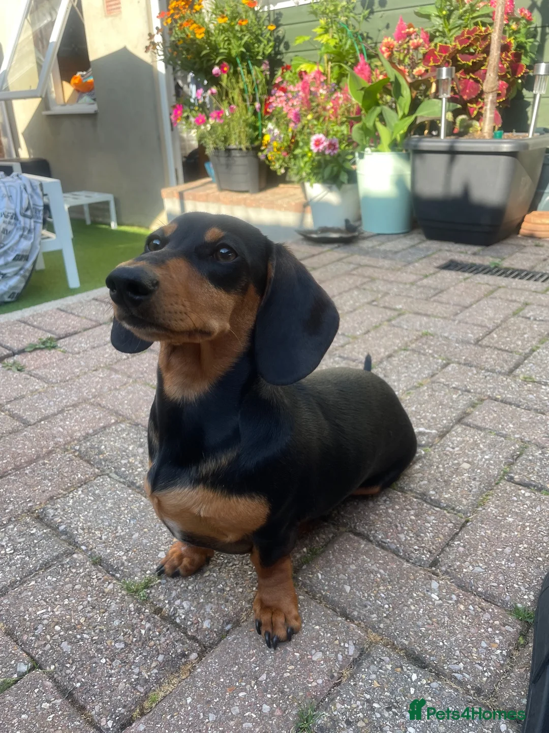 Miniature Dachshund dogs for sale: Gorgeous Miniature dachshund for sale  in Dawlish - Advert 3
