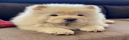 Chow Chow dogs for sale: Adorable Chow Chow Puppy For Rehome - Advert 2