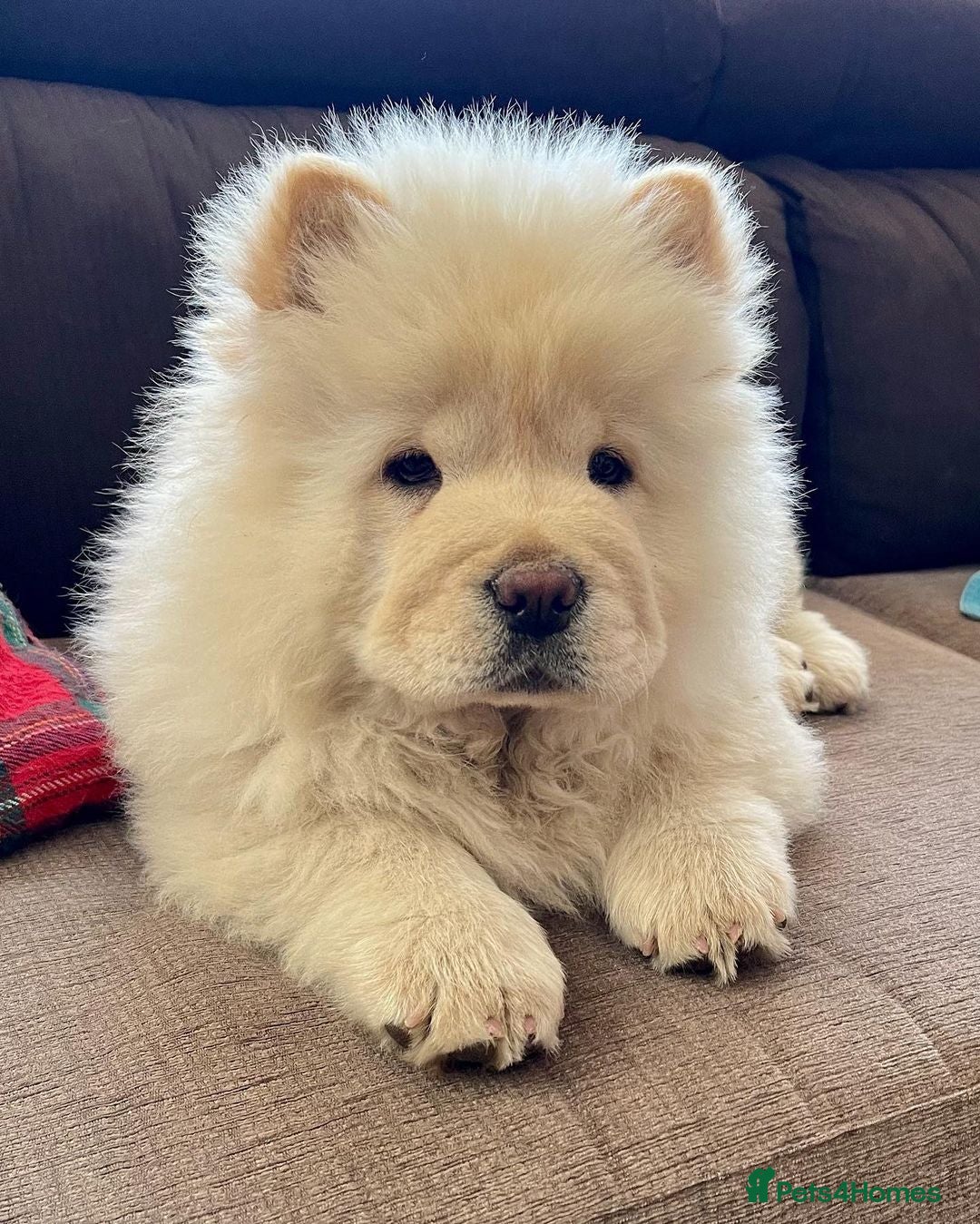 Chow Chow dogs for sale: Adorable Chow Chow Puppy For Rehome - Advert 2