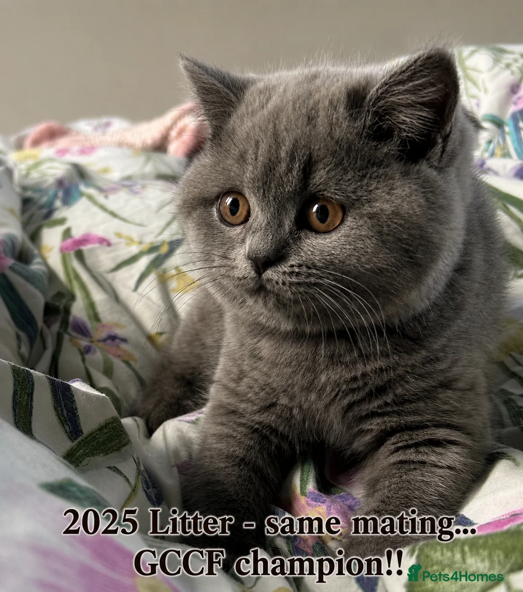 British Shorthair cats for sale: Chubby GCCF champion Litter Blue BSH in Mold - Advert 1