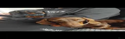 Miniature Dachshund dogs for sale: Miniature dachshund puppies for sale in spalding in Spalding - Advert 6