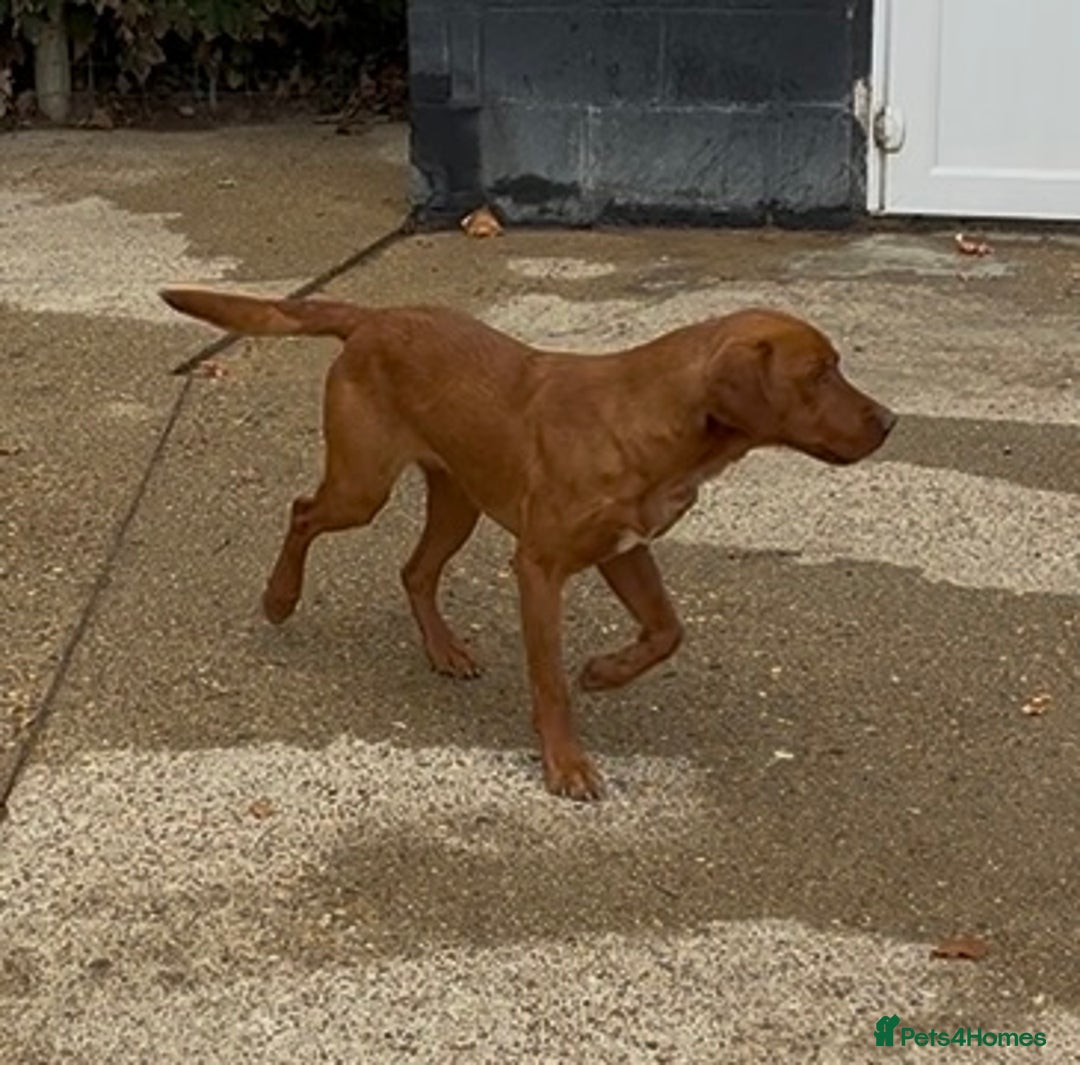 Labrador Retriever dogs for sale: Golden and Fox Red Labrador Retriever puppies - Image 13