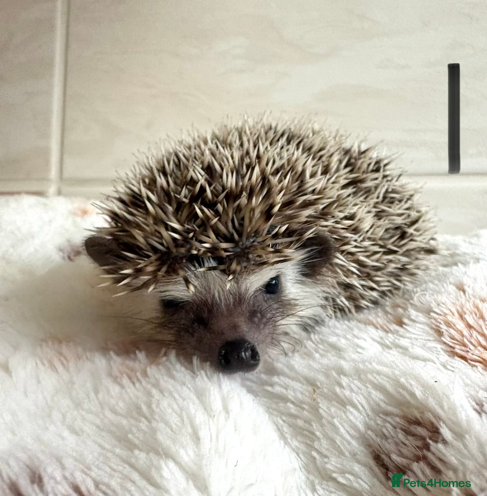Pygmy Hedgehog rodents Baby Pygmy hedgehogs for sale  - Advert 2