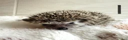 Pygmy Hedgehog rodents for sale: Baby Pygmy hedgehogs for sale  - Advert 1