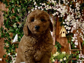 Cockapoo dogs 5* Miniature F1b Cockapoo Puppies - Advert 4