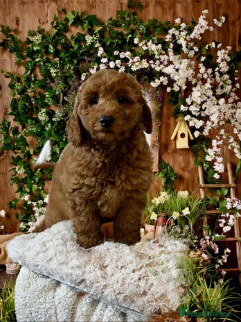 Cockapoo dogs 5* Miniature F1b Cockapoo Puppies - Advert 1