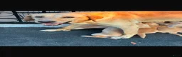 Labrador Retriever dogs for sale: Beautiful Labrador retriever puppies in Reading  - Advert 2