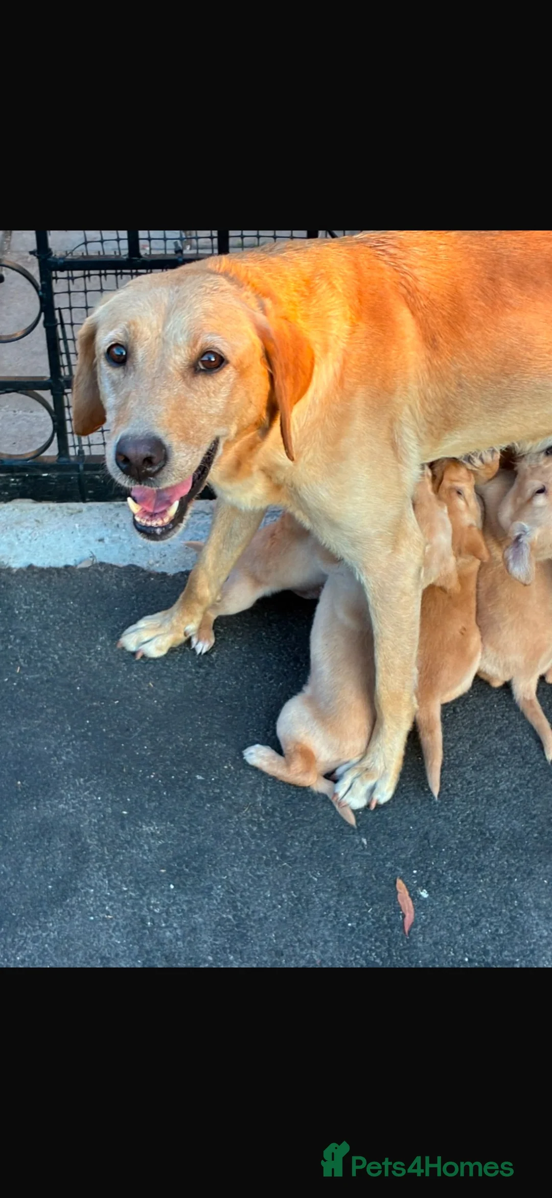Labrador Retriever dogs for sale: Beautiful Labrador retriever puppies in Reading  - Advert 2
