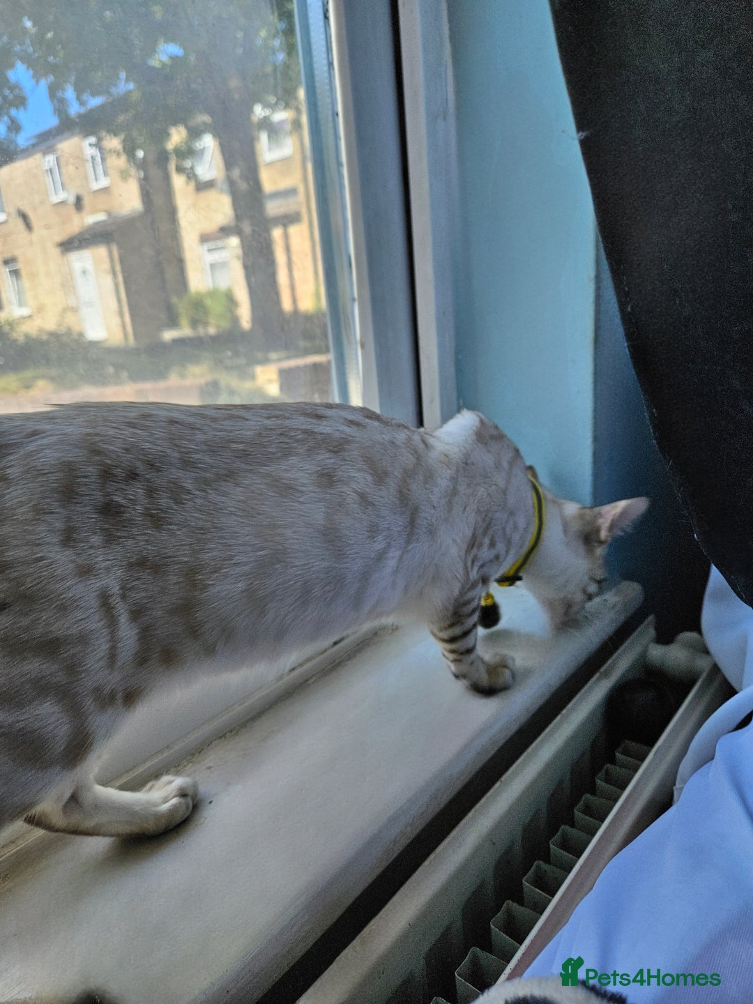 Bengal cats for sale: Snow bengal kittens for loving homes  - Image 15