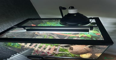 Gecko reptiles - Advert 3