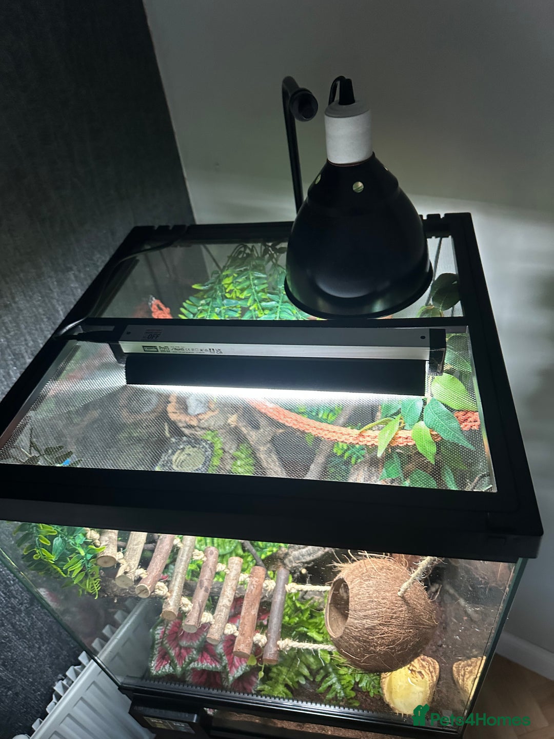 Gecko reptiles for sale: Stunning Gorgoyle Gecko & setup including stand - Image 3