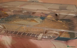 Hamster rodents for sale: Dwarf hamster  - Advert 3