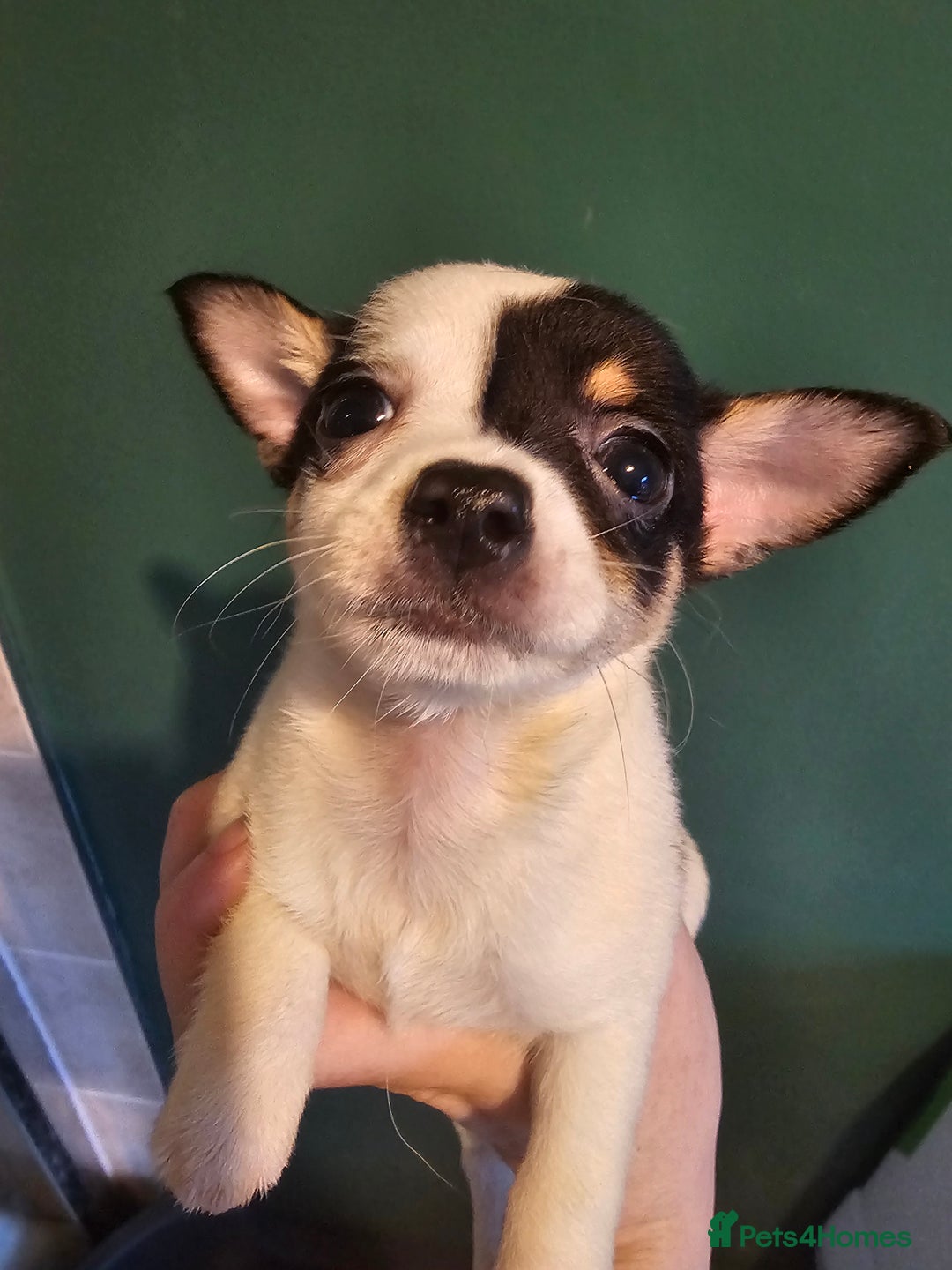 Chihuahua dogs for sale: Chihuahua Puppies Long haired and short - Image 9