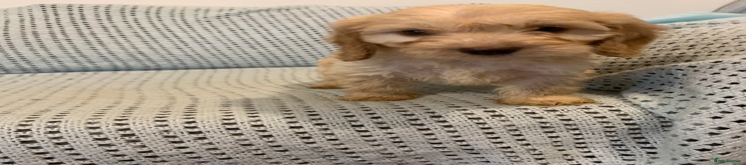 Cockapoo Puppy 1