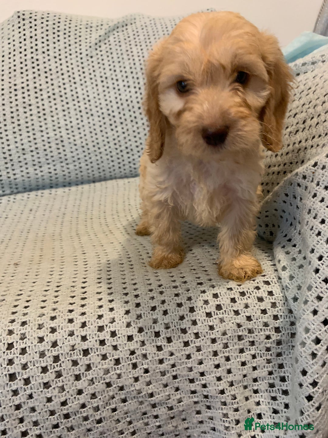 Cockapoo dogs for sale: Show type cockapoo - Image 8