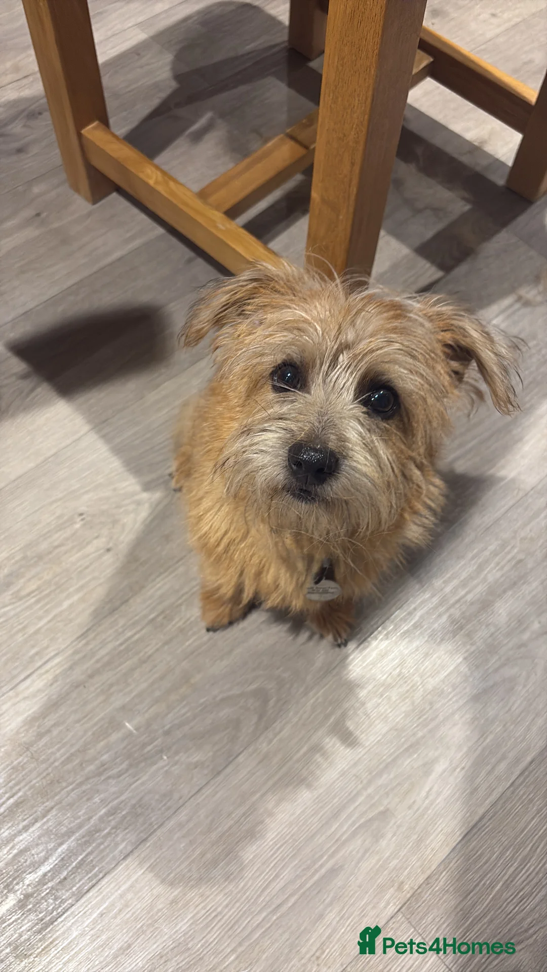 Norfolk Terrier dogs for sale: Gorgeous part trained Norfolk terrier bitch - Advert 1