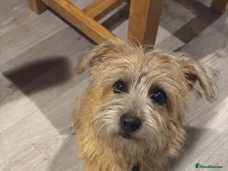 Norfolk Terrier dogs Gorgeous part trained Norfolk terrier bitch - Advert 3