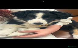 Border Collie dogs for sale: Border collie female  - Advert 3